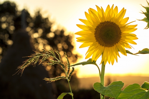 sunflower-sun-summer-yellow-33044